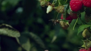Lezzetli ve sağlıklı. Kırmızı çilek. Sıradan ahududu. Bahçıvanlık. Ev bahçesi, çiçek tarlası. Rubus idaeus, Rosaceae familyasından bir Rubus cinsi.