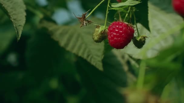 Lekker en gezond. Rode bessen. Frambozen gewoon. Tuinieren. Tuin, bloembed. Rubus idaeus is een geslacht van struiken uit de familie "Rosaceae". — Stockvideo