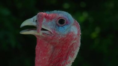 Philadelphia, Pennsylvania 'nın banliyölerinde kasıla kasıla yürüyen Tom Turkey.