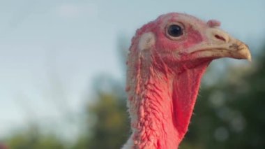 Philadelphia, Pennsylvania 'nın banliyölerinde kasıla kasıla yürüyen Tom Turkey.