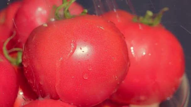 Piękne czerwone dojrzałe pomidory uprawiane w szklarni, krople wody makro wideo. Surowe warzywa organiczne jedzenie świeże pomidory wiśnia. Dieta detox świeżych pomidorów. — Wideo stockowe