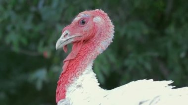 Philadelphia, Pennsylvania 'nın banliyölerinde kasıla kasıla yürüyen Tom Turkey.
