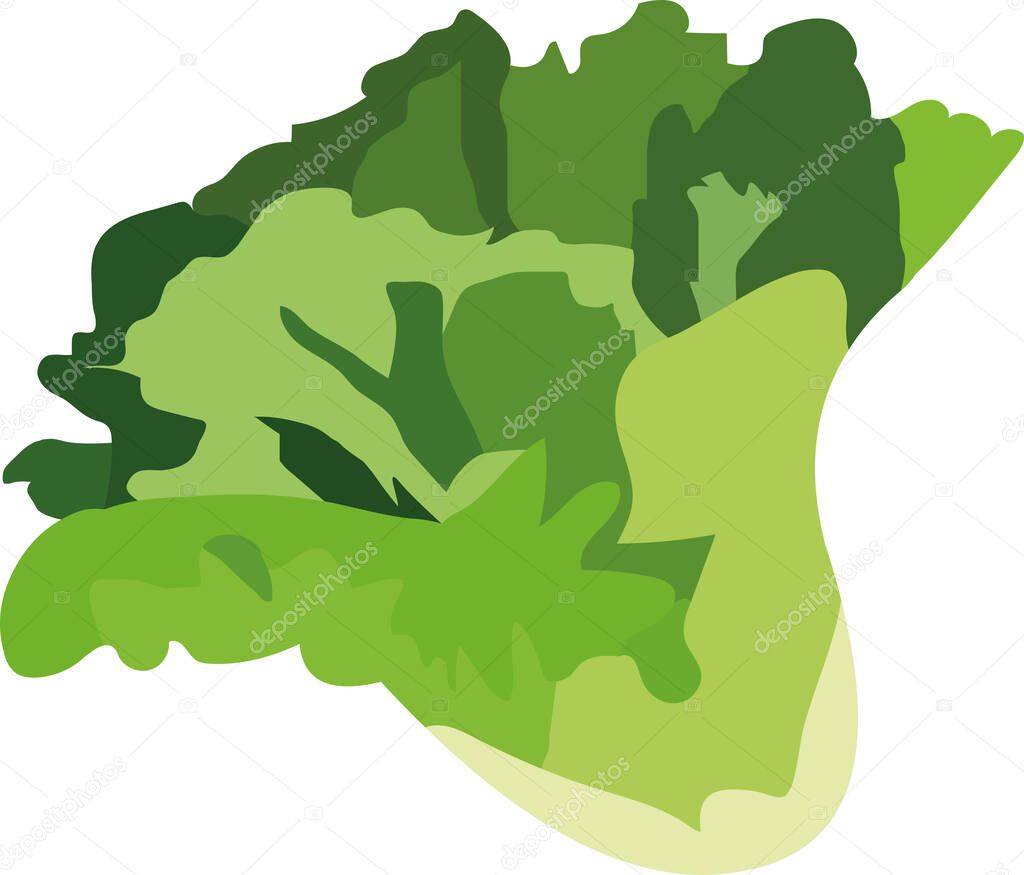 Vector illustration of a lettuce vegetable