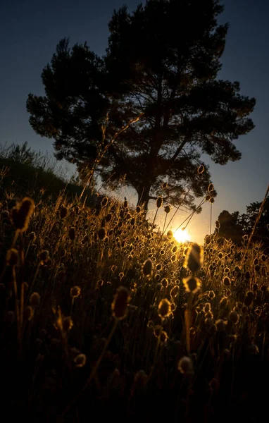 Atardecer en el bosque en verano