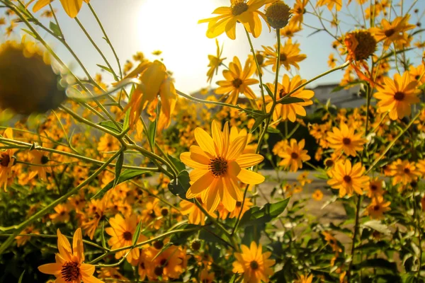 Flores amarillas en primavera