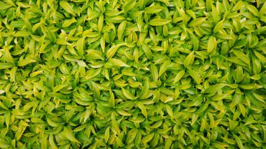 Doğa arka planı için yeşil yapraklar