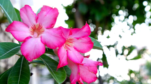 Růžový Květ Azalia Zeleným Listem — Stock fotografie