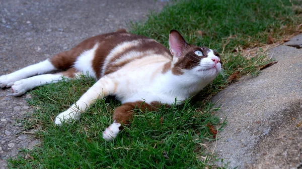 可愛いですブラウン猫睡眠上のTha草 — ストック写真