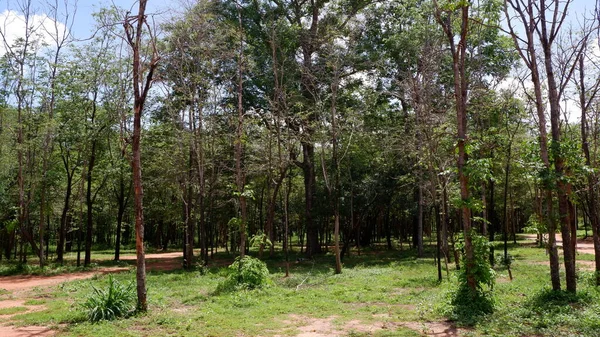Floresta Árvores Com Fundo Céu Azul — Fotografia de Stock
