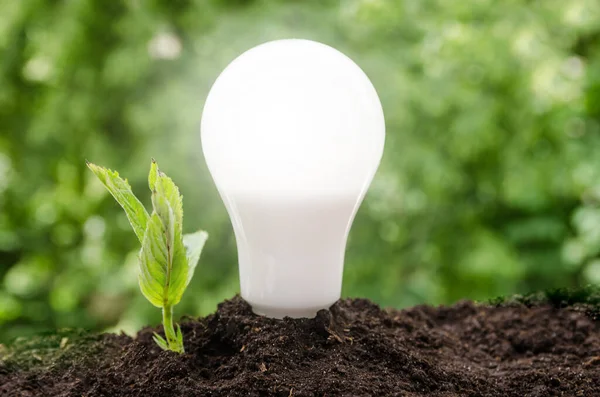 LED lamp with a plant - Energy saving concept.  Glowing lamp in the soil.