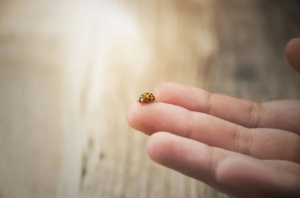 Ladybug Een Baby Vinger Close Zonnestralen — Stockfoto