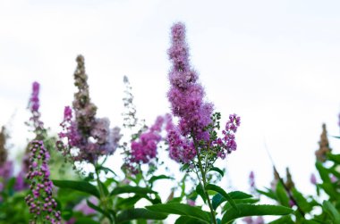 Mavi gökyüzüne karşı mor çiçekler.