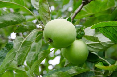 Meyve bahçesindeki bir dalın üzerindeki yeşil elmalara yakın çekim
