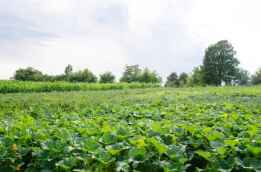 Kırsal bahçede yeşil sebzeler. Köydeki sebze bahçesi çeşitli sebze ve tahıllarla ekilir..