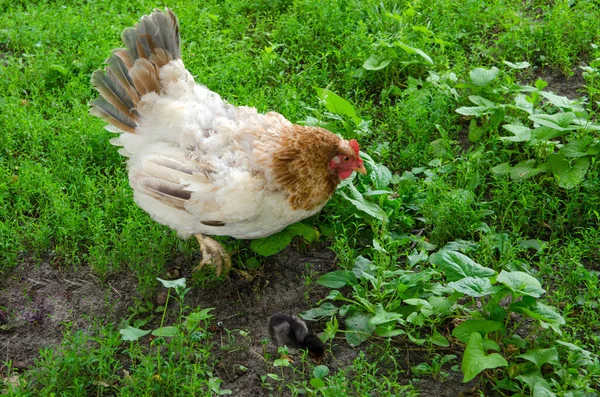 hen and her newly hatched chick.