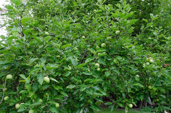 Zelená Jablka Stromě Sadě — Stock fotografie