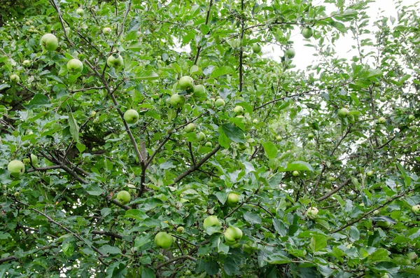 Gröna Äpplen Ett Träd Fruktträdgården — Stockfoto