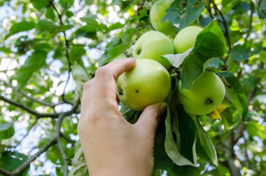 Bahçıvan eli yeşil elma topluyor. Ellerin ağaçtaki elmalara uzansın.