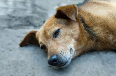 Kahverengi, uykulu bir sokak köpeğinin yakın çekimi. Sokakta rahatlamış görünüyor. Köpek kafası yakın.
