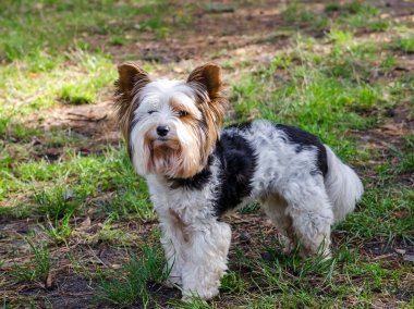 Küçük bir köpek çimlerin üzerinde durur ve uzaklara bakar.