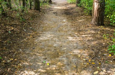 Ekim 'de orman yolu. Ormanda sonbahar.