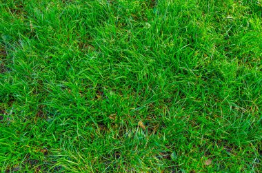 arka plan yeşil çimenler. Ormanda doğal yoğun otlar