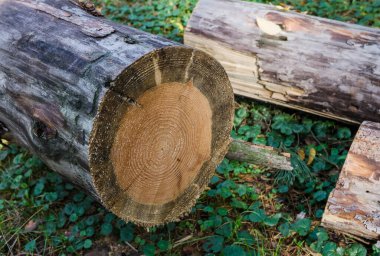 Ormanın zemininde bir testereli ağaç yatıyor. Yakacak odun. Ağacın kesiti.