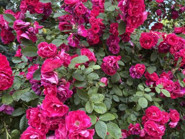 Güneşin altında çiçek açan muhteşem çalı gülleri. Pembe çiçek, Pembe gül, gül