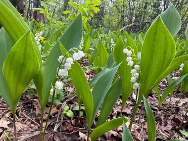 Ormandaki güzel zambaklar