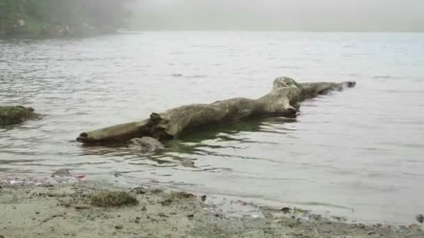 Lago Montaña Fuerte Niebla Amanecer Niebla Gruesa Selva Tropical Salvaje — Vídeos de Stock