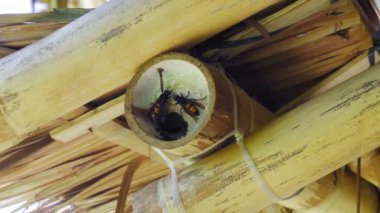 Büyük Asya eşekarısı Vespa Mandarinia yakın plan. Bambu hortumunda eşek arısı.