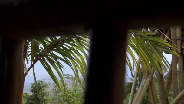 Rüzgarda Sallanan Bir Palmiye Dalının Yeşil Dalları Parlak Güneşli Gökyüzüne — Stok video