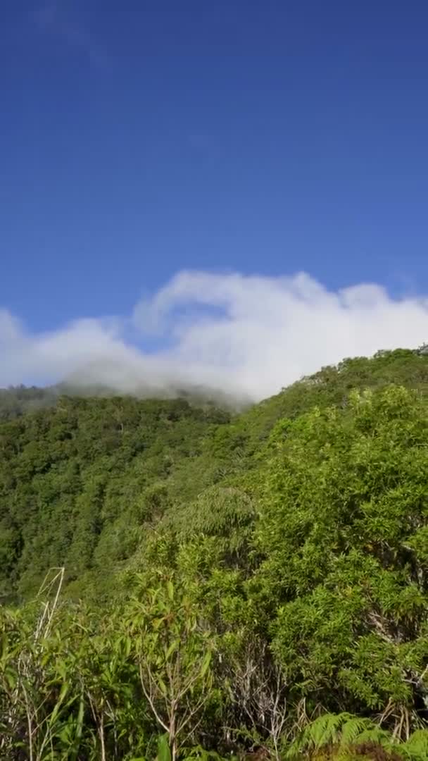 高山上空快速移动的云彩 热带植被 山区和无人居住的丛林 垂直录像 — 图库视频影像