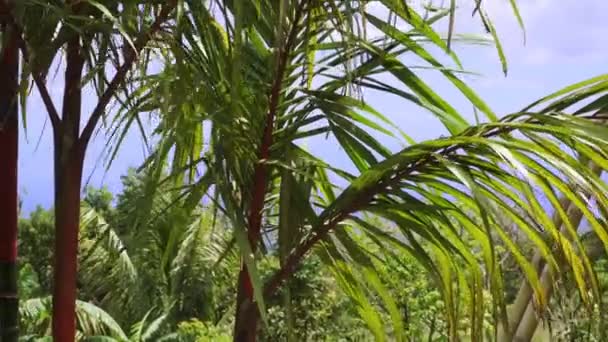 Rüzgarda sallanan bir palmiyenin yeşil dalları. — Stok video