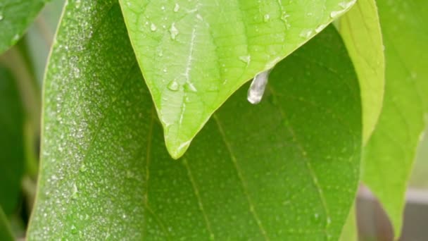 Σταγόνες Βροχής Κυλούν Στα Πράσινα Φύλλα Κοντινή Αργή Κίνηση Fullhd — Αρχείο Βίντεο