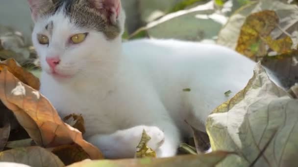 Güzel Küçük Kedi Doğada Kuru Sonbahar Yapraklarını Çiğniyor — Stok video