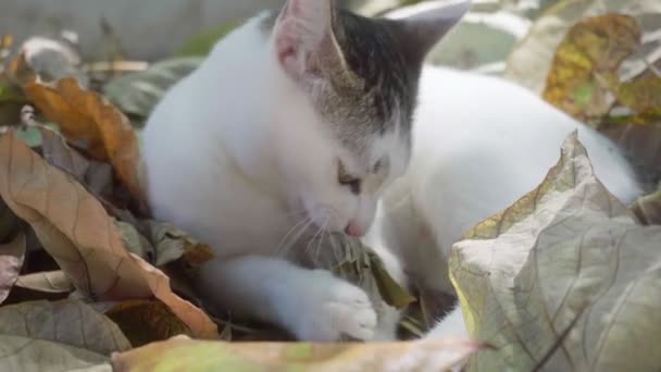 Güzel Küçük Kedi Doğada Kuru Sonbahar Yapraklarını Çiğniyor — Stok video