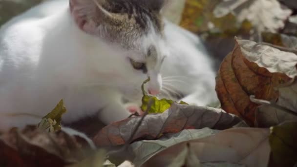 Vacker Liten Katt Tuggar Torra Höstlöv Naturen — Stockvideo