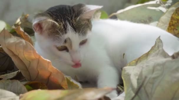 Güzel Küçük Kedi Doğada Kuru Sonbahar Yapraklarını Çiğniyor — Stok video