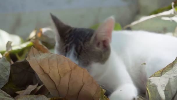 Vacker Liten Katt Tuggar Torra Höstlöv Naturen — Stockvideo