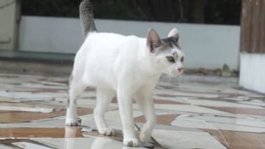 Güzel beyaz bir kedi yürüyor. Ağır çekim. Yüksek kaliteli FullHD görüntüler