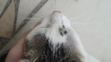 Güzel genç bir kedi büyük bir plandır. Ağır çekim. Yüksek kaliteli FullHD görüntüler