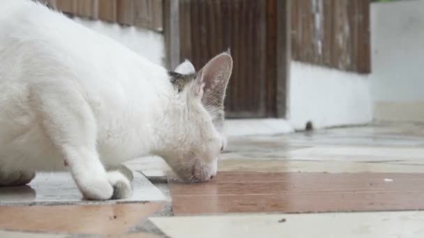 Güzel Genç Bir Kedi Büyük Bir Plandır Ağır Çekim Yüksek — Stok video