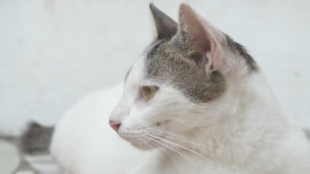 Eine Schöne Junge Katze Ist Ein Großer Plan Zeitlupe Hochwertiges — Stockvideo
