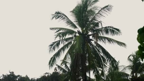 Chuva Tropical Forte Contra Palmeiras Movimento Lento Imagens Fullhd Alta — Vídeo de Stock