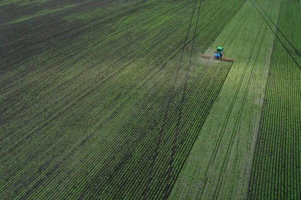 Luftaufnahme Eines Jungen Rote Beete Feldes Und Eines Traktors Der — Stockfoto