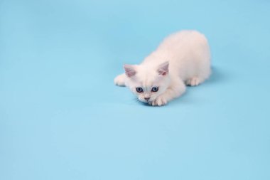 Fotokopi alanı, stüdyo fotoğrafçılığıyla mavi arka planda aktif ve oyuncu beyaz kedi yavrusu..