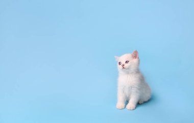 Küçük beyaz kedi yavrusu oturur ve mavi bir arkaplanda bekler. Fotokopi alanı, stüdyo fotoğrafçılığı....