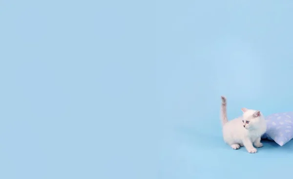 Білі Шотландські Кошенята Синьому Тлі Фотостудії Копіювальним Простором Плаката — стокове фото
