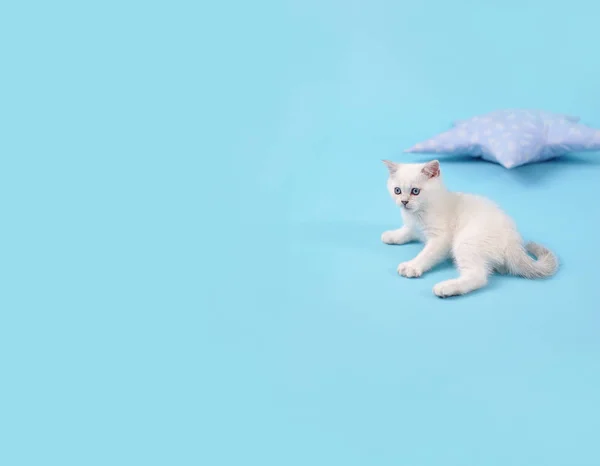Біле Зоряне Кошеня Шотландської Породи Лежить Синьому Фоні Поруч Подушкою — стокове фото